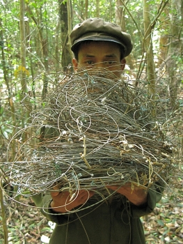 Snaring wildlife animals may spawn disease transmission, warns WWF