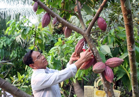 farmers and business executives discussed measures needed to further expansion cocoa industry