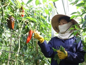 japanese firm seeks to build clean vegetable plant in ha nam