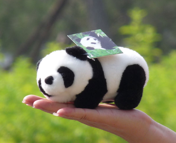 for the curious minds cute panda 10 fun facts