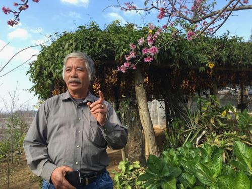 The story of cherry blossoms in the old battlefield