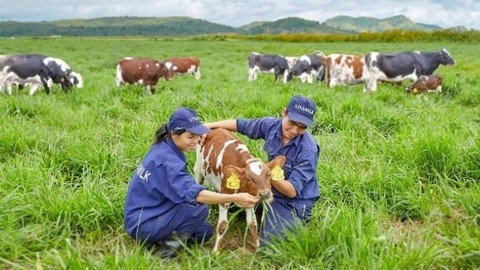 Vinamilk set to expand abroad, vietnam economy, business news, vn news, vietnamnet bridge, english news, Vietnam news, news Vietnam, vietnamnet news, vn news, Vietnam net news, Vietnam latest news, Vietnam breaking news