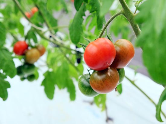 vietnam japan cooperate to develop modern agriculture