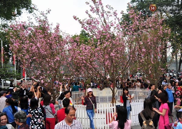 10,000 Japanese cherry branches to be displayed in Hanoi
