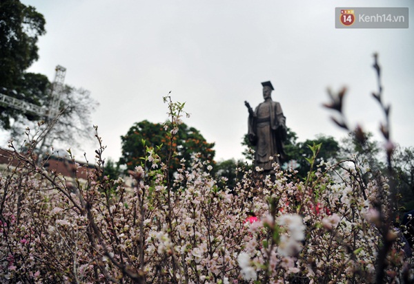 10000 japanese cherry branches to be displayed in hanoi