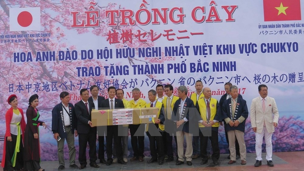 100 japanese cherry trees planted in bac ninh