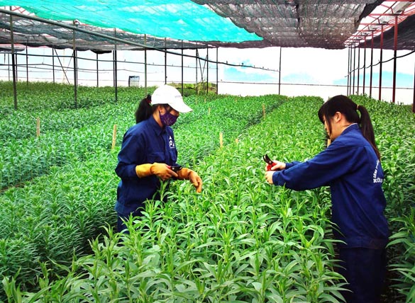 big domestic companies to pour capital into green agricultural growth