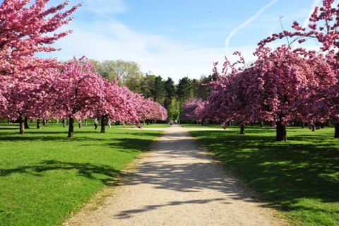 200 cherry trees from japan to be planted in hoa binh park