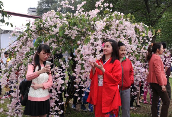 about 200 cherry trees from japan to be presented in hanoi