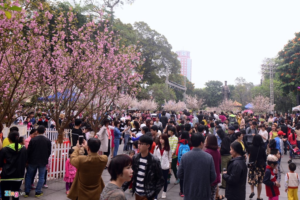 hanoi exhibits 12000 japanese cherry blossom branches this weekend