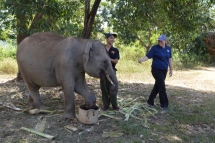 netizens burst outrage over death of prenant elephant eating pineapple stuffed with firecrackers