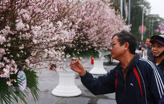 japanese cherry blossoms on display in hai phong preparing for festival