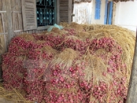 railway companies offer assistance to onion farmers
