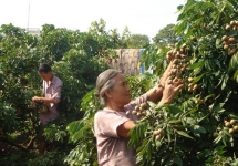 thanh ha litchi be qualified to prevail the strictest market in the world