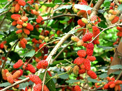 Mulberry - the yummy healthy fruit
