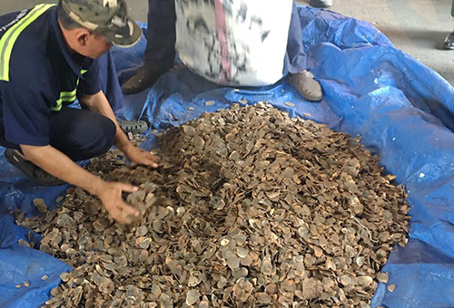 hcm city 33 tonnes of pangolin scales confiscated
