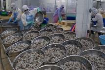 vietnam shrimp exports head to increase in may amid covid 19 pandemic