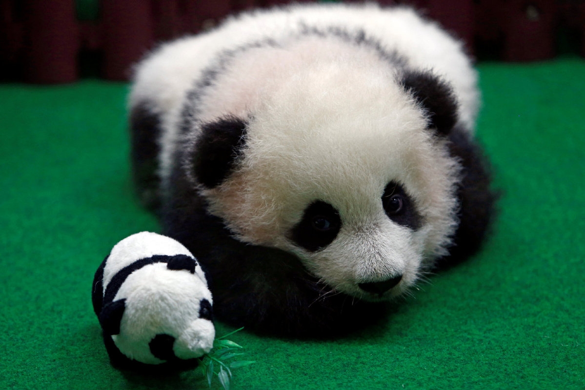 second giant panda born in malaysia makes public debut