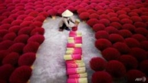 vietnams incense village blazes pink ahead of lunar new year