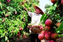 european council gives final green light to evfta with vietnam