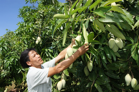 dong nai mango to be exported to japanese market