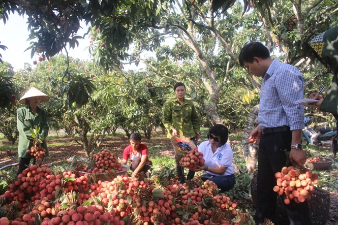 japan enhances functions of agricultural cooperatives in vietnam