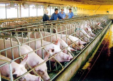 Kết quả hình ảnh cho nông nghiệp việt chăn nuôi