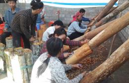 expanding organic cinnamon production in lao cai