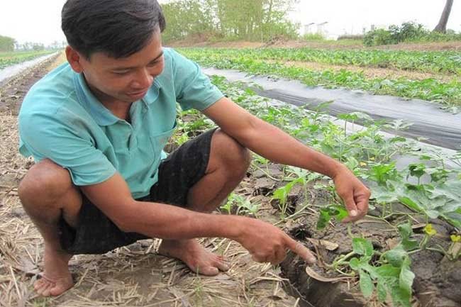 Local watermelon seeds exported to Japan for first time