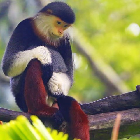 Red-shanked douc langur selected as Da Nang’s symbol