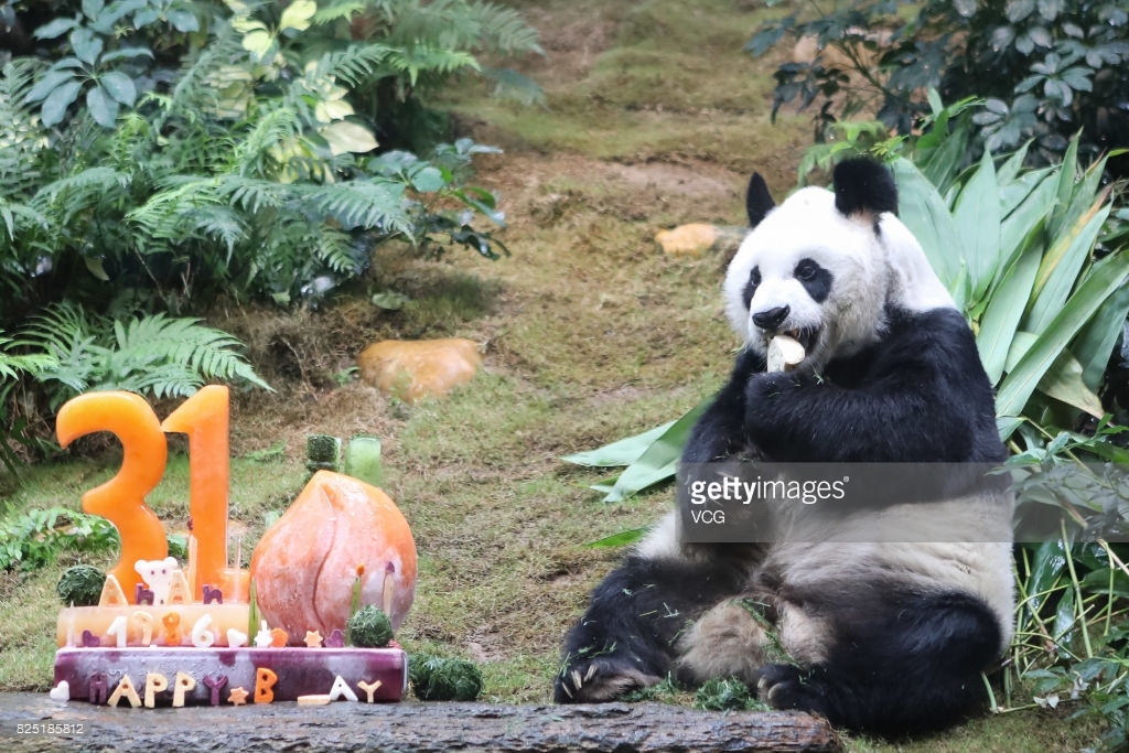 worlds oldest male panda celebrates 31st birthday