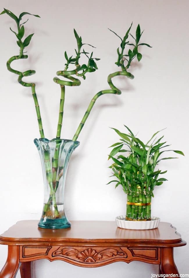 3 twisted stalks of lucky bamboo & an arrangement of lucky bamboo sit on a table.