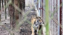 Protecting tigers and endangered species in Vietnam faces big challenges