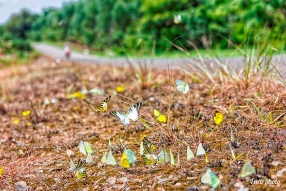 6 best places to see butterflies in Vietnam