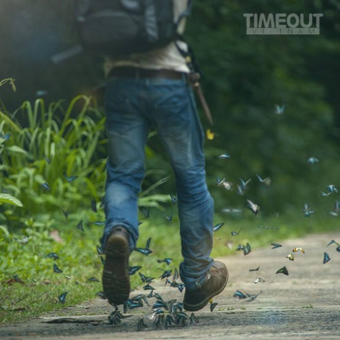 6 best places to see butterflies in Vietnam