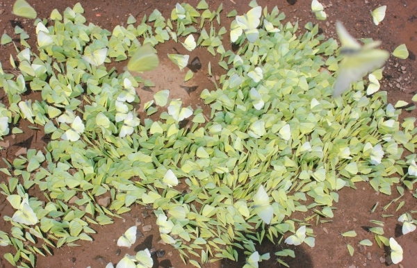 6 best places to see butterflies in Vietnam