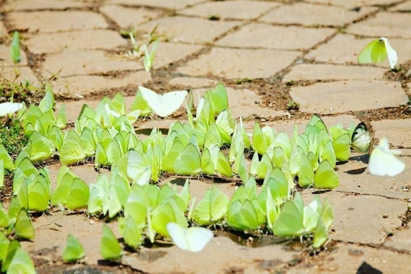 6 best places to see butterflies in Vietnam