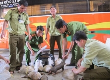 vietnam to beef up fight against illegal wildlife trade