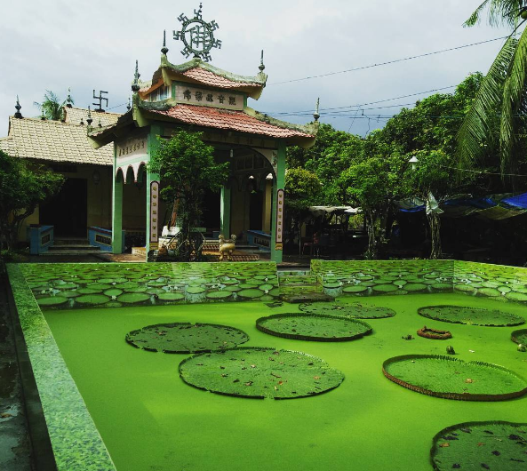 Giant lotus leaves in Dong Thap’s Phuoc Kien pagoda