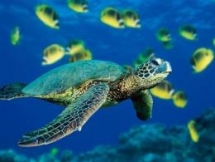 pm approves programme promoting conservation of endangered sea turtles