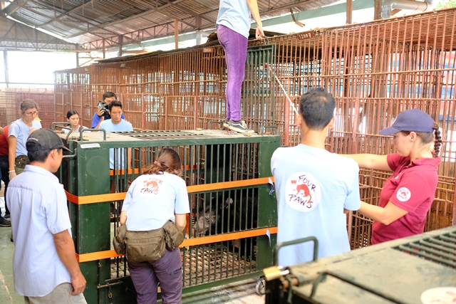 FOUR PAWS Viet rescues 7 bile bears