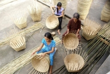 the horn shell in mekong river delta