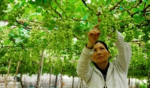 fruit laden vineyards must discover attraction in ninh thuan