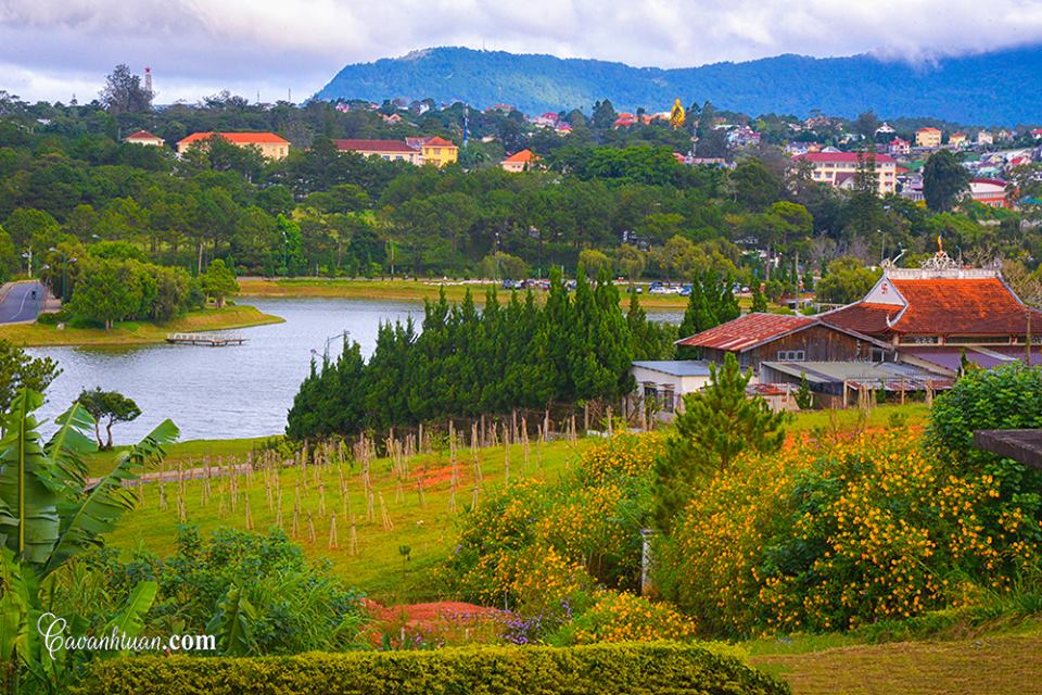 Wild sunflower season in Dalat