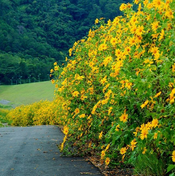 Wild sunflower season in Dalat
