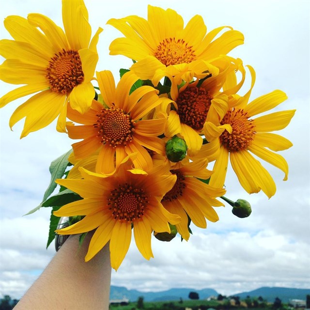 Wild sunflower season in Dalat