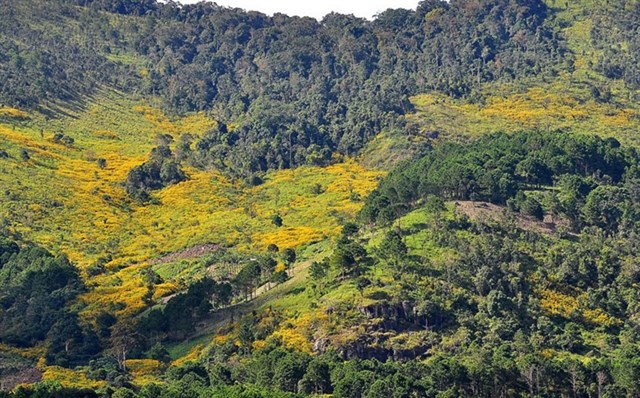Wild sunflower season in Dalat