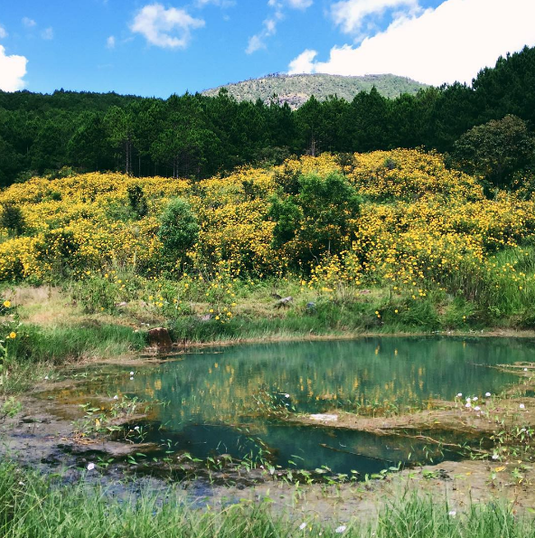 Wild sunflower season in Dalat