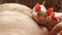China confirms two new African swine fever cases in central province