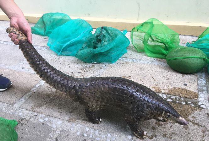 Pangolin and five facts you may not know